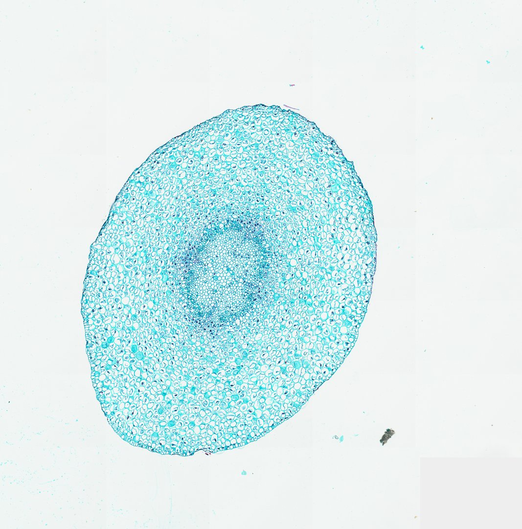 Microscope slide: Young Root of Broad Bean (Cross Section)