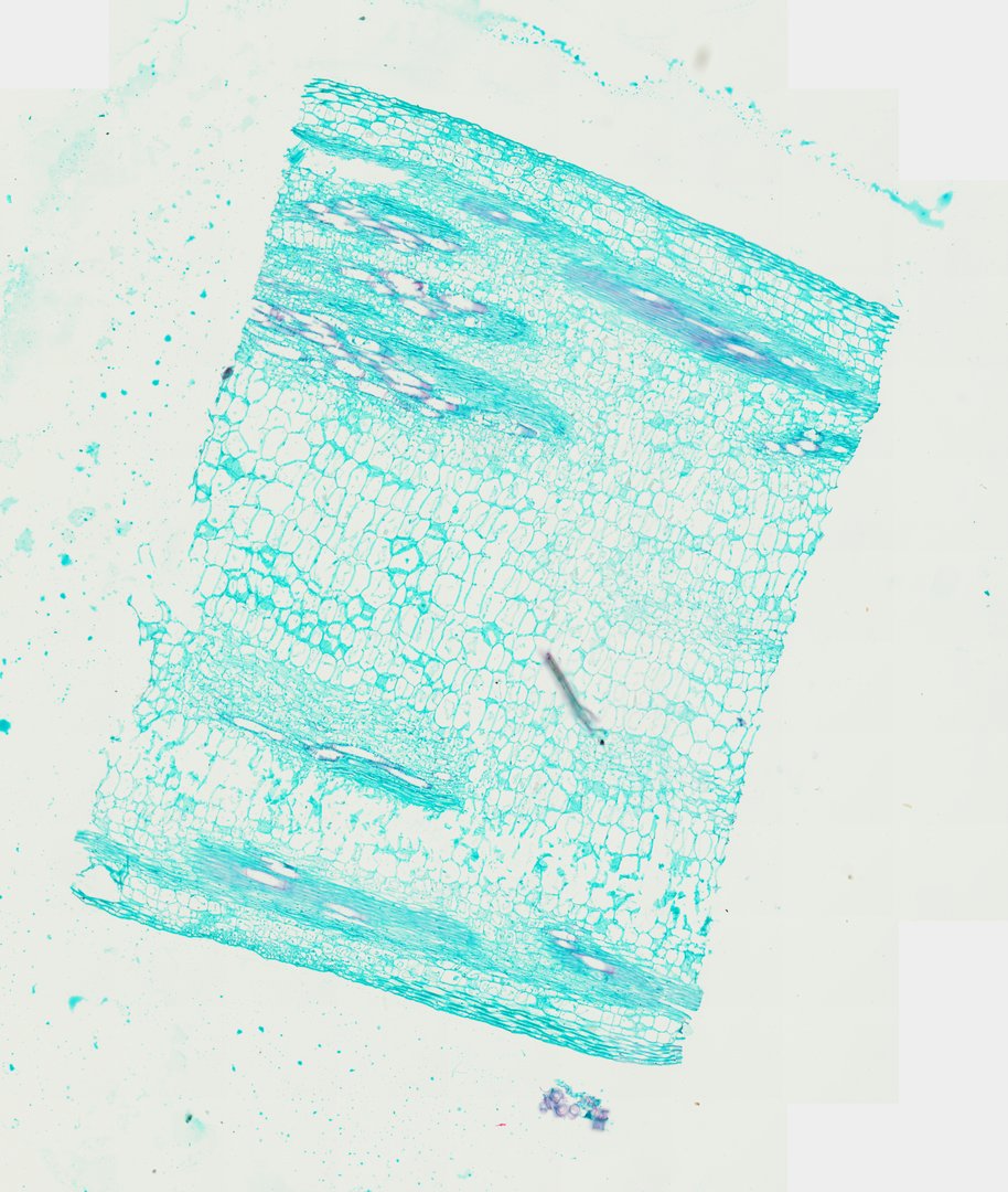 Microscope slide: Amaranth Stem (Longitudinal Section)