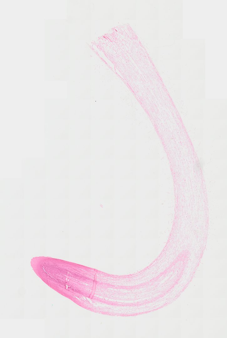 Microscope slide: Zea Root Tip (Longitudinal Section)
