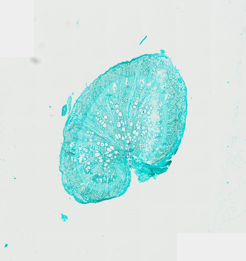 Microscope slide: Radish Root (Cross Section)