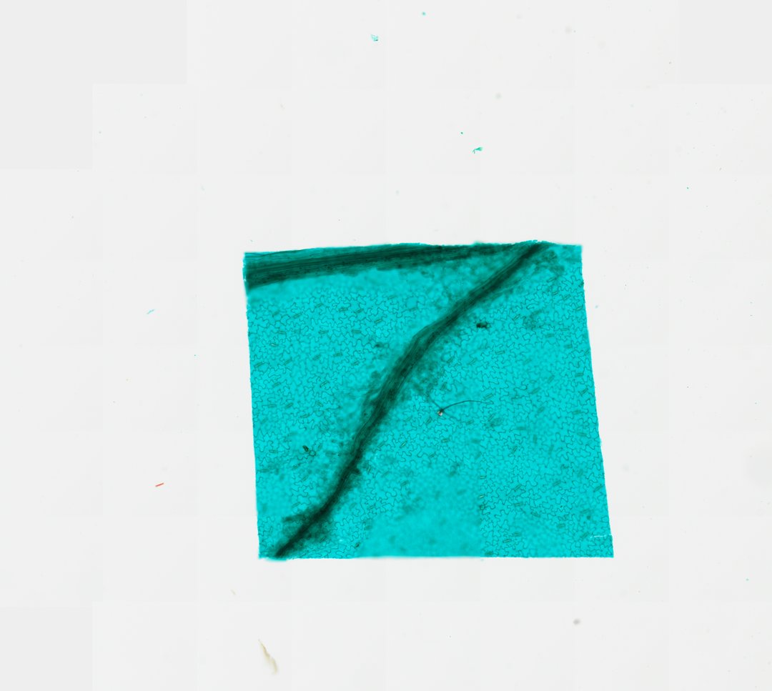 Microscope slide: Lower Epidermis of Broad Bean Leaf (Whole Mount)