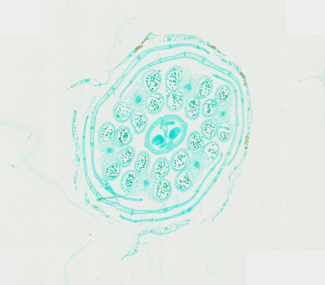 Microscope slide: Rapeseed Flower Bud (Cross Section)
