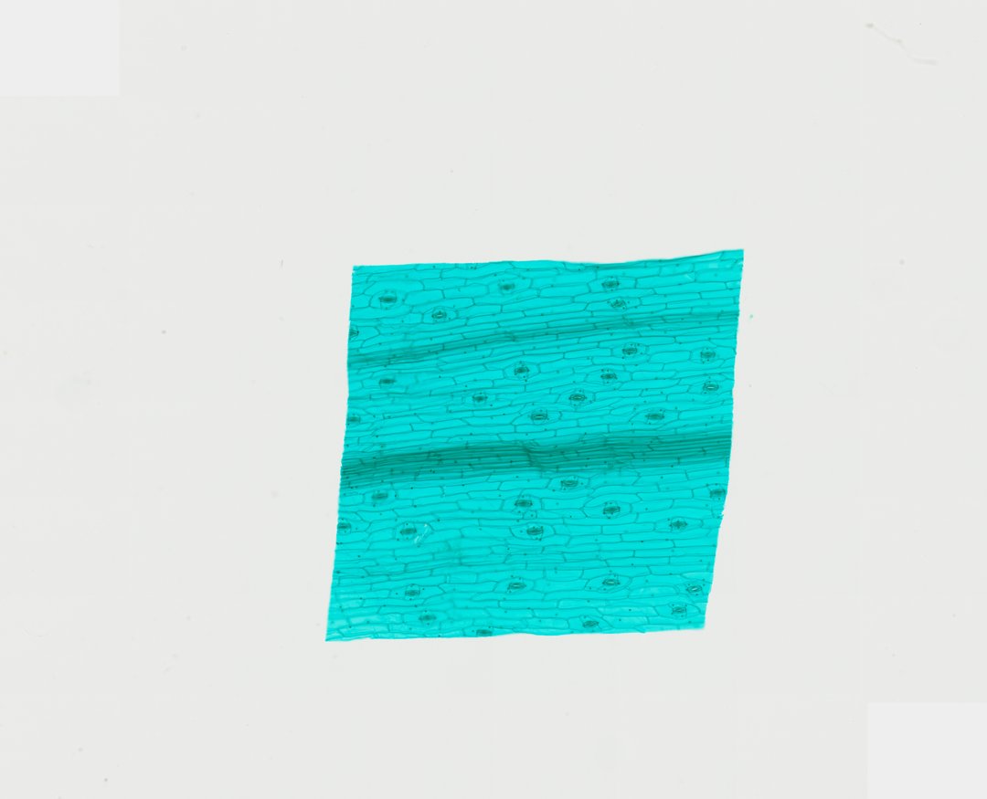 Microscope slide: Lower Epidermis of Tradescantia reflexa Leaf (Whole Mount)