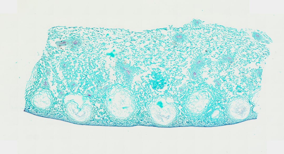Microscope slide: Orange Peel (Cross Section)
