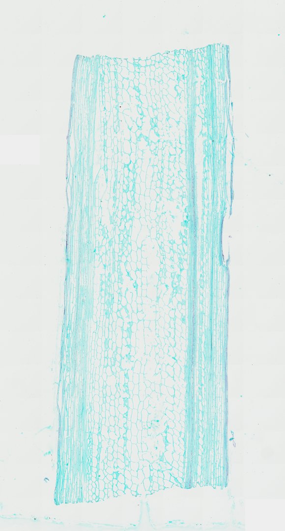 Microscope slide: Sunflower Stem (Longitudinal Section)