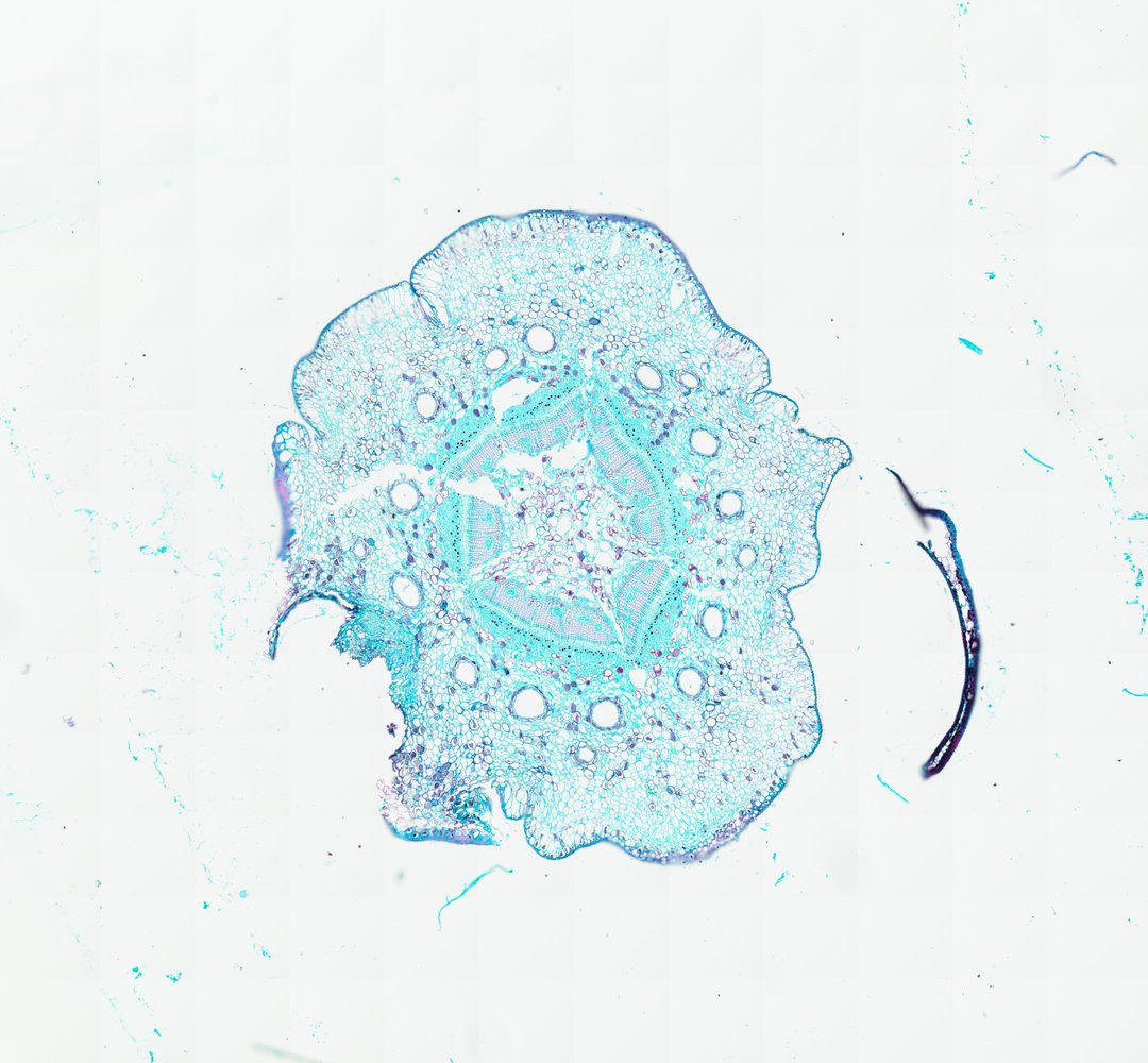 Microscope slide: Pine Stem (Cross Section)