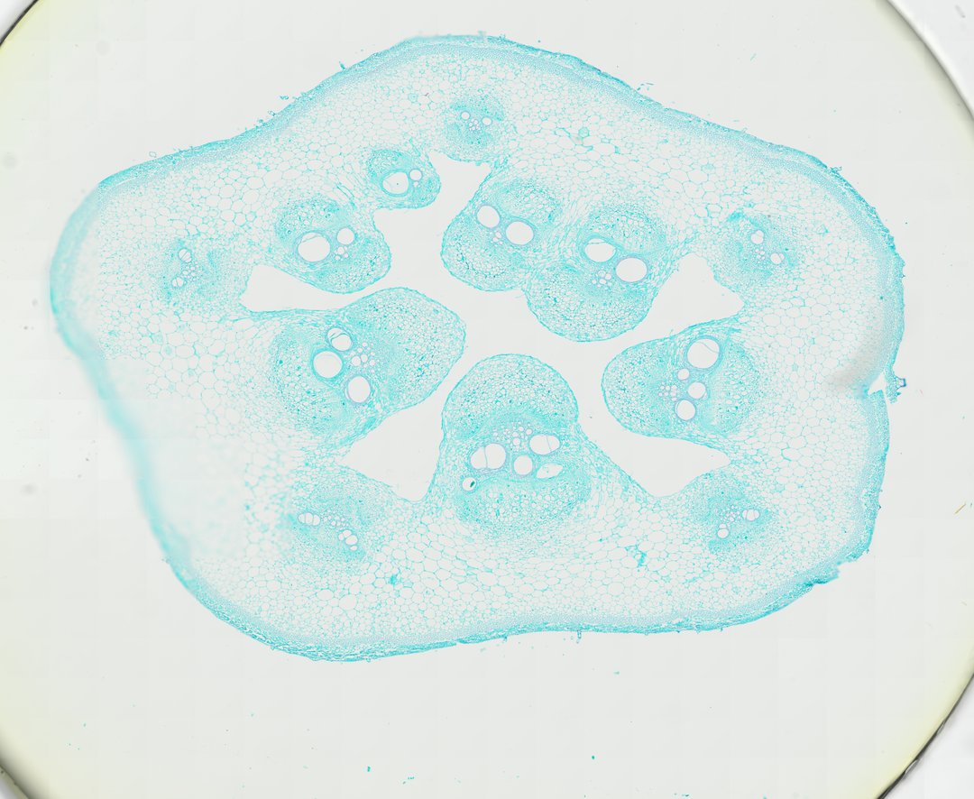 Microscope slide: Pumpkin Stem (Cross Section)