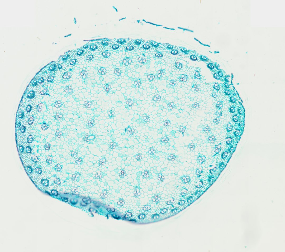 Microscope slide: Corn Stem (Cross Section)