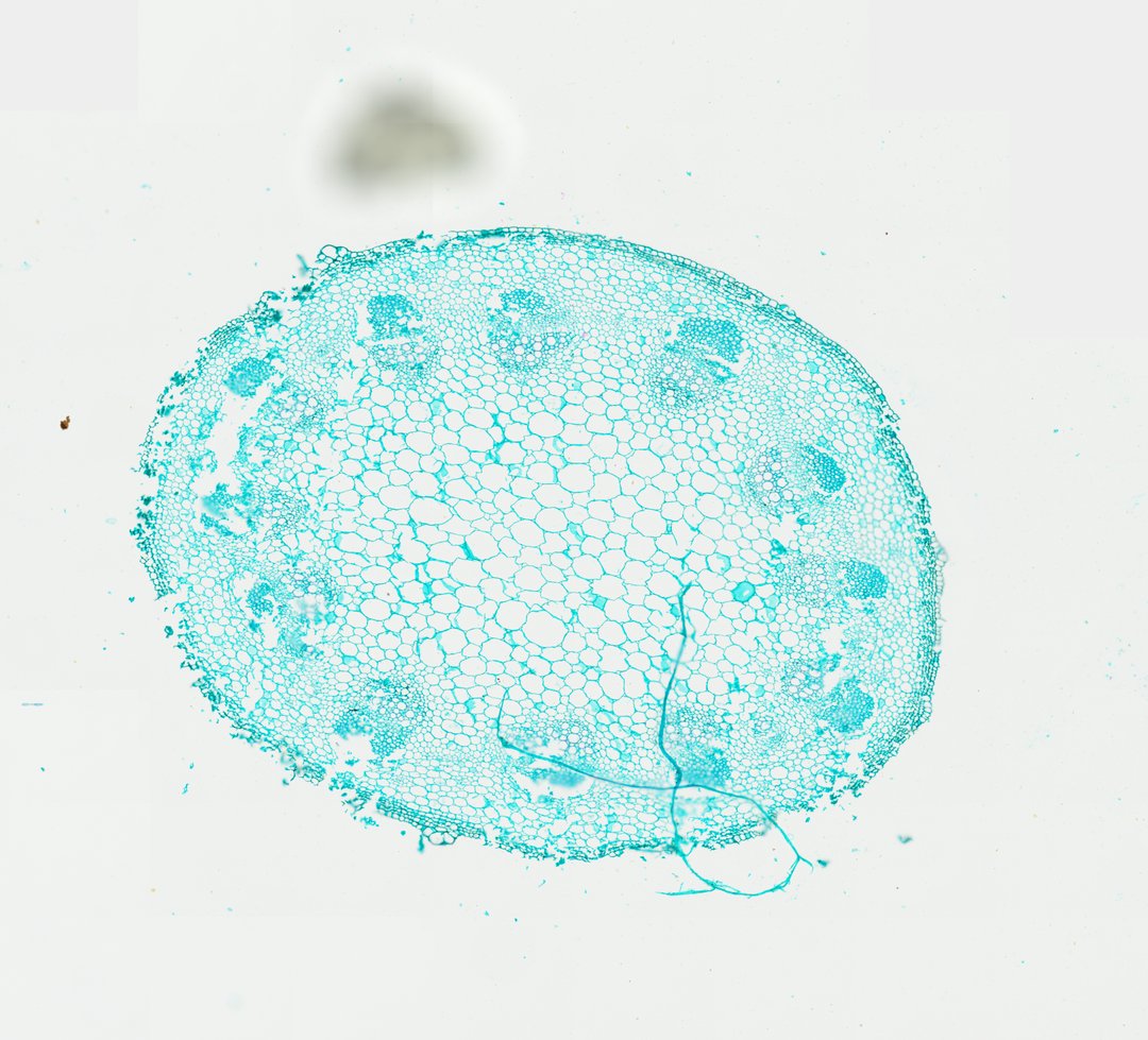 Microscope slide: Sunflower Stem (Cross Section)