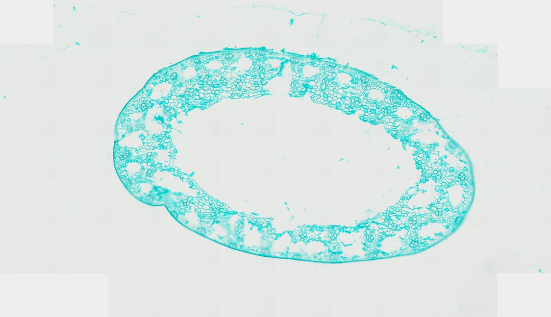 Microscope slide: Rice Stem (Cross Section)