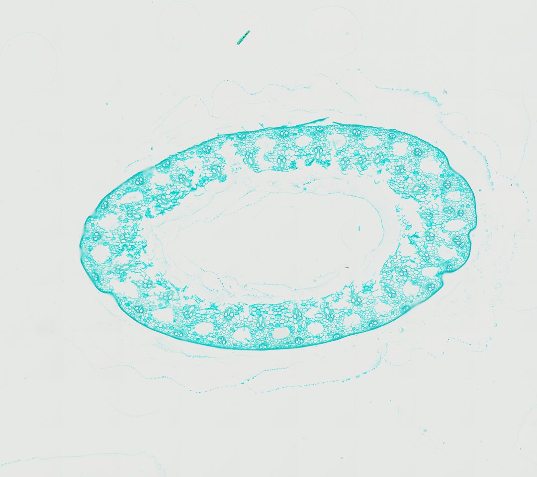 Microscope slide: Wheat Stem (Cross Section)