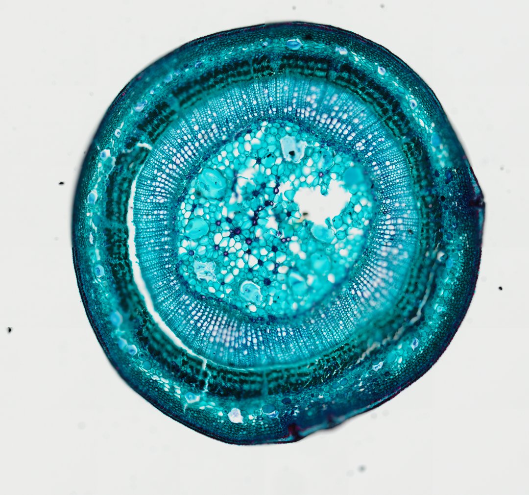 Microscope slide: Tilia Stem (Cross Section)