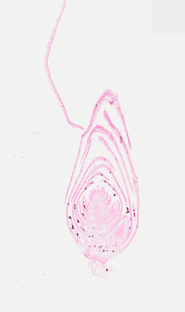 Microscope slide: Apical Bud (Longitudinal Section)