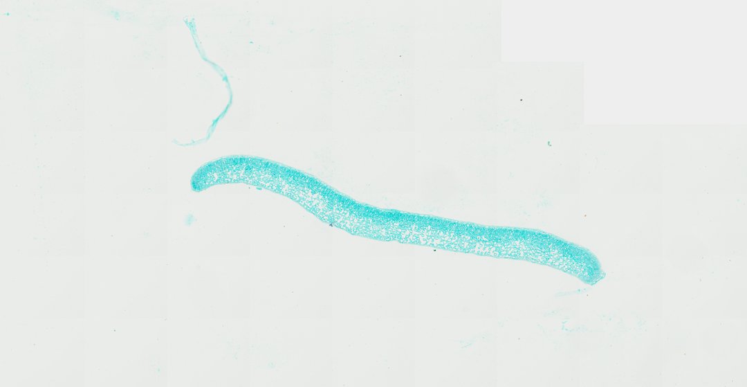 Microscope slide: Jasminum nudiflorum Leaf (Transverse Section)