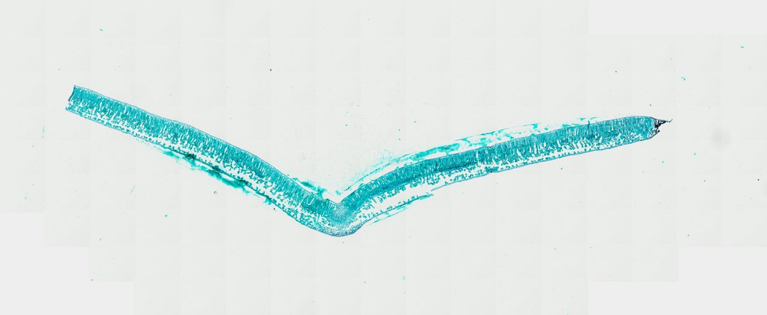Microscope slide: Ligustrum lucidum Leaf (Transverse Section)