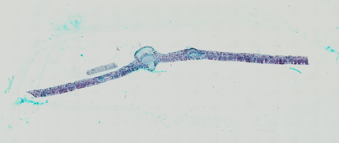 Microscope slide: Cotton Leaf (Cross Section)