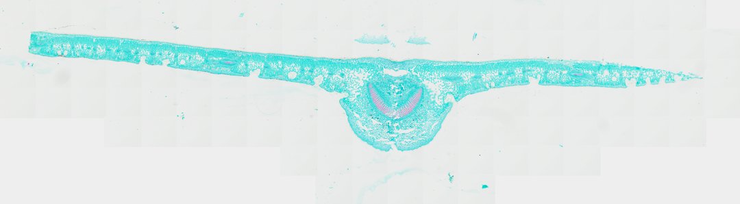 Microscope slide: Nerium indicum Leaf (Transverse Section)