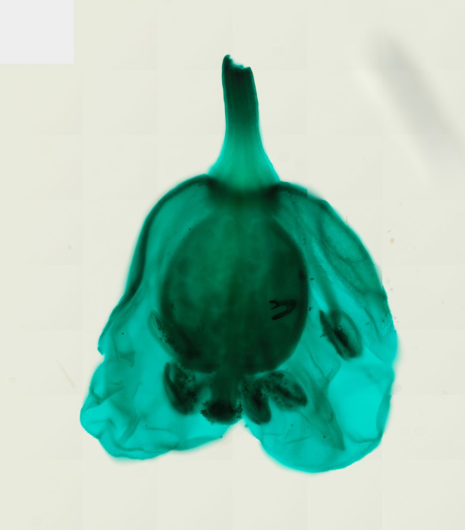 Microscope slide: Capsella bursa-pastoris Flower (Whole Mount)