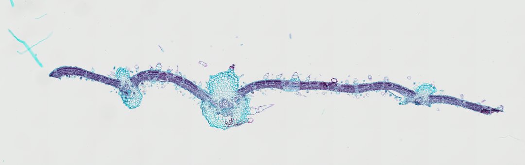 Microscope slide: Sunflower Leaf (Cross Section)