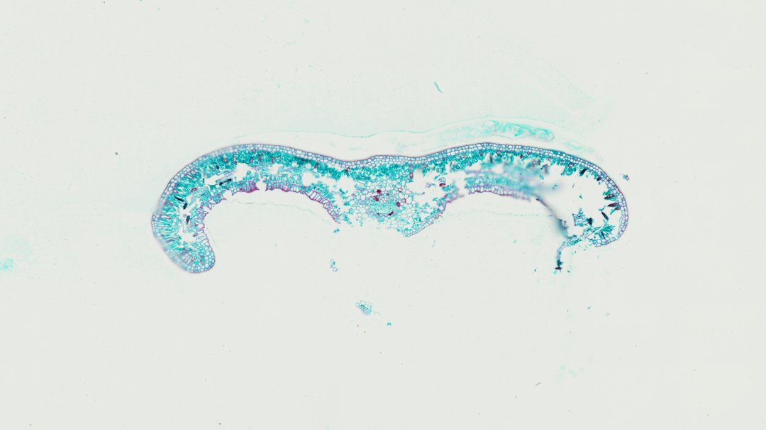 Microscope slide: Sago Cycas Leaf (Cross Section)