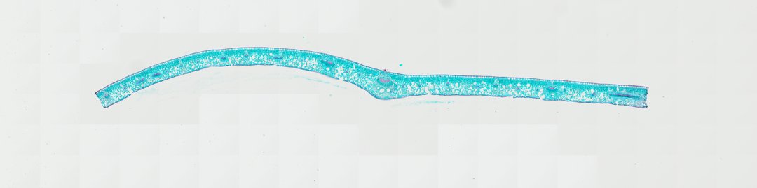 Microscope slide: Pittosporum tobira Leaf (Cross Section)