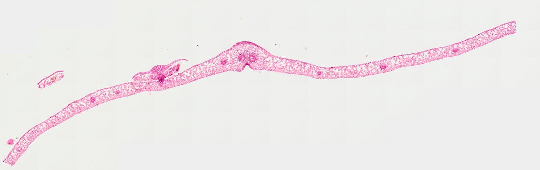 Microscope slide: Fern Leaf (Cross Section)