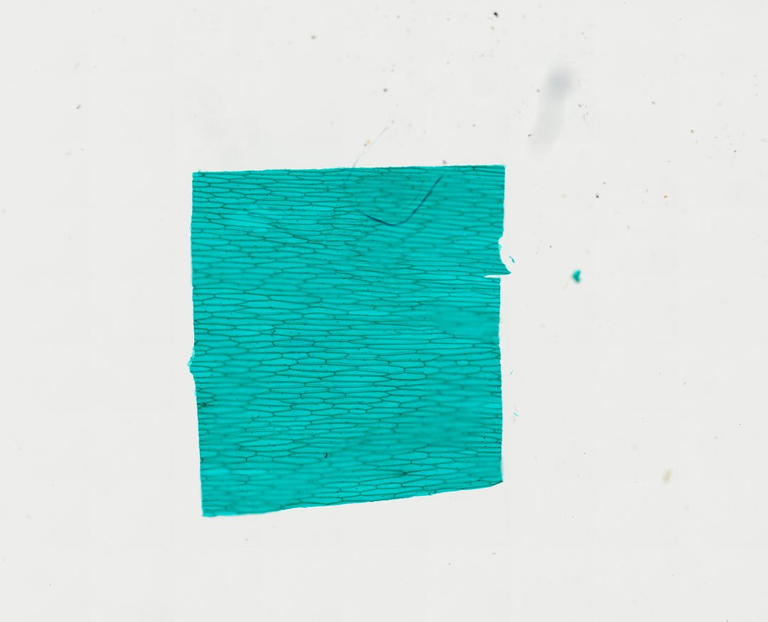 Microscope slide: Onion Epidermis (Whole Mount)