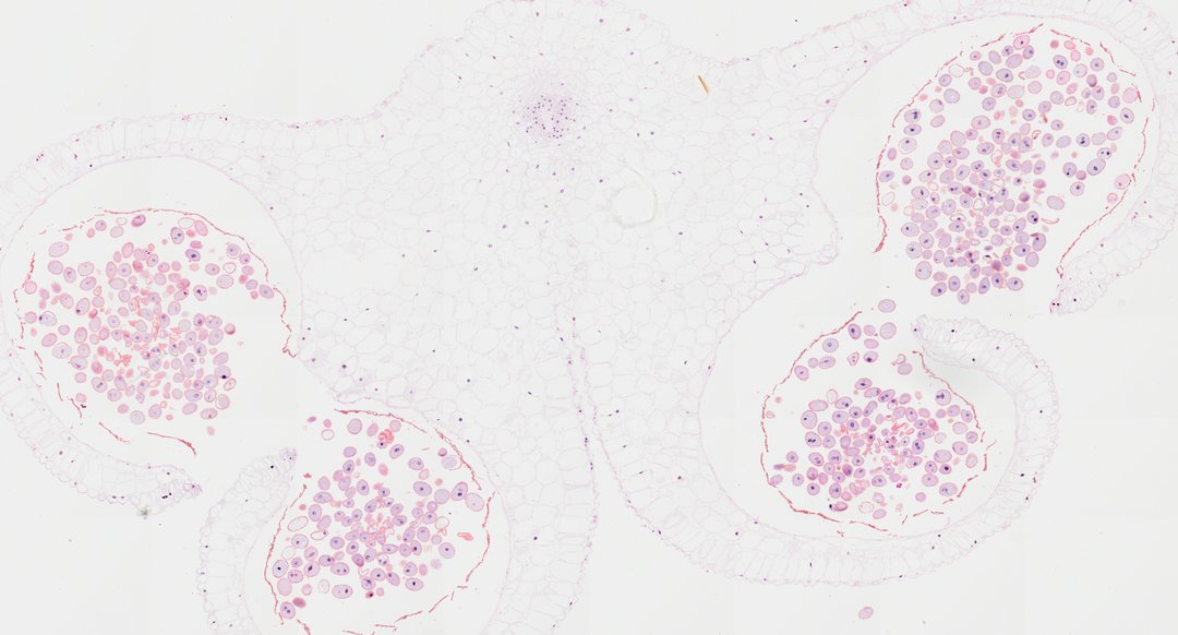Microscope slide: Mature Anther of Lilium (Transverse Section)