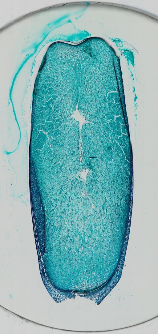 Microscope slide: Corn Seed / Caryopsis (Longitudinal Section)