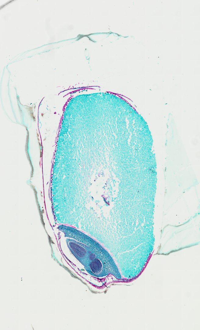 Microscope slide: Wheat Seed / Grain (Cross Section)