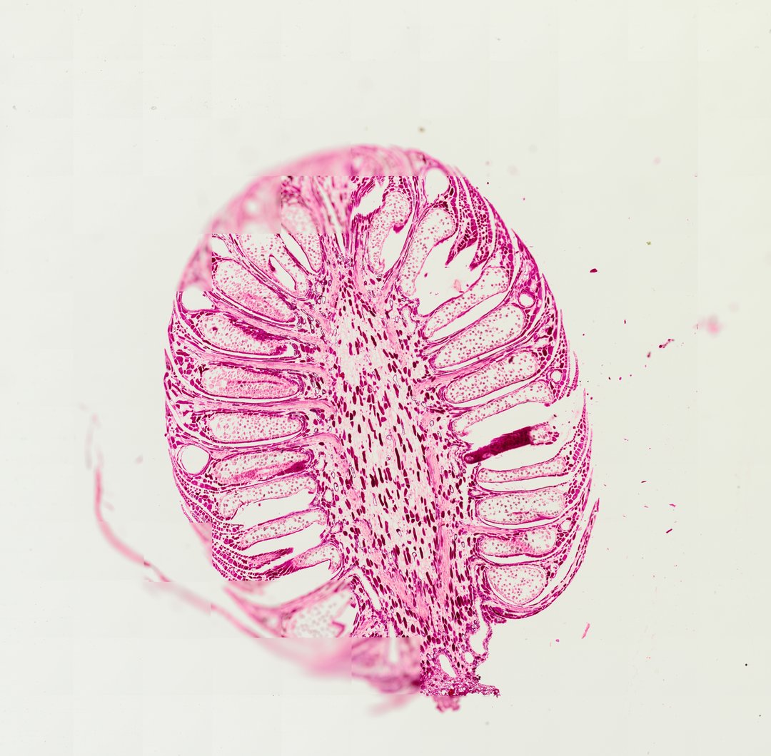 Microscope slide: Pine Young Staminate Cone (Longitudinal Section)