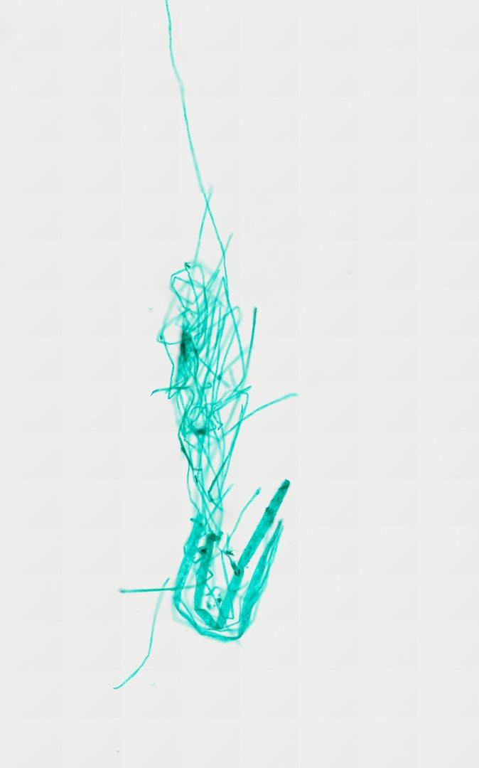 Microscope slide: Spirogyra (Whole Mount)