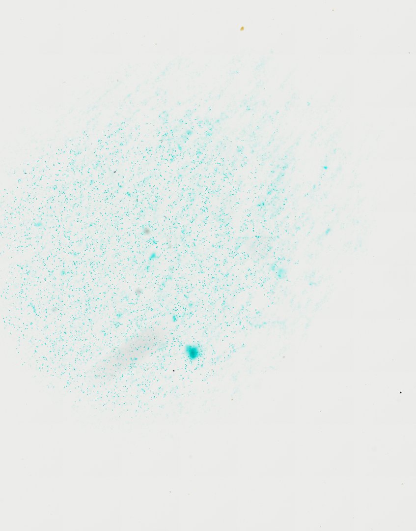 Microscope slide: Chlamydomonas (Whole Mount)