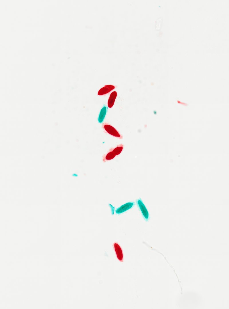 Microscope slide: Paramecium (Whole Mount)