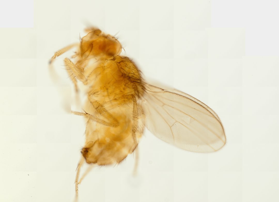 Microscope slide: Drosophila (Whole Mount)
