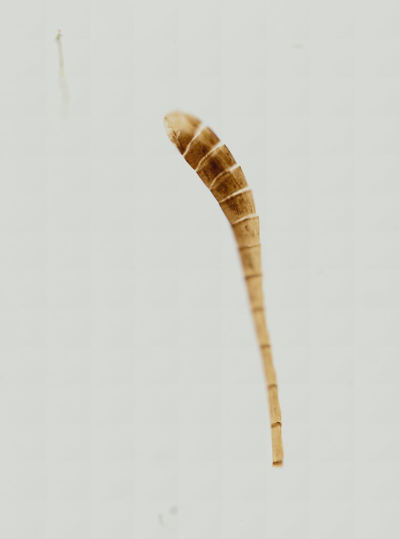 Microscope slide: Antenna of Butterfly (Whole Mount)
