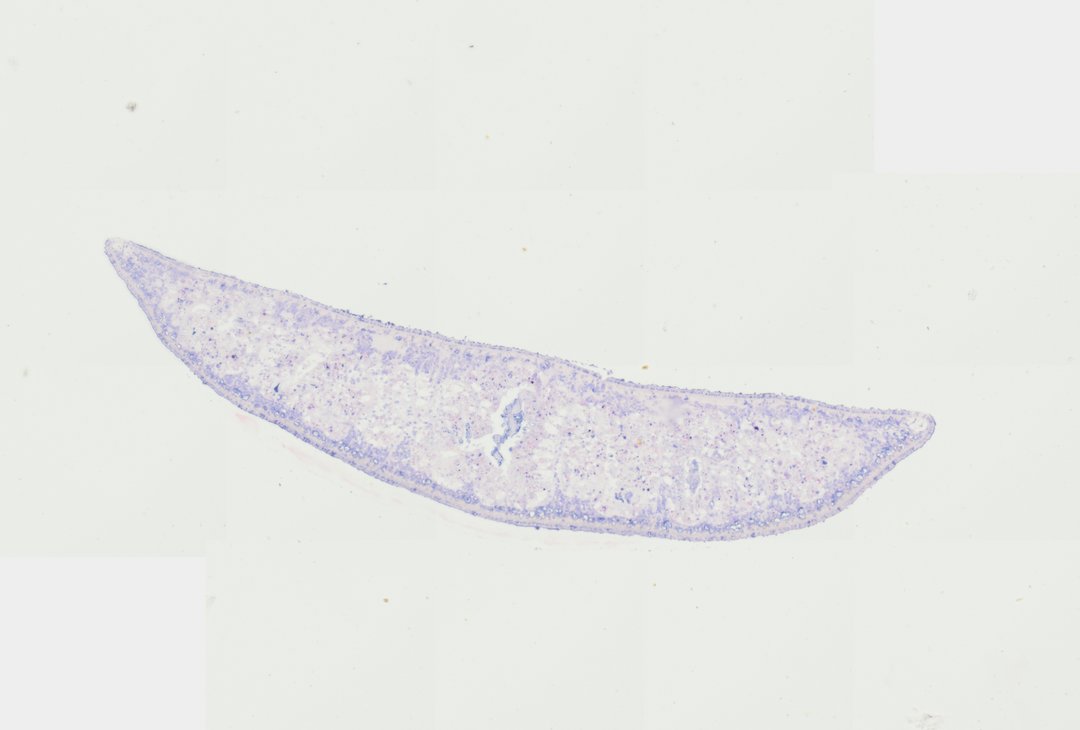 Microscope slide: Planaria (Transverse Section)