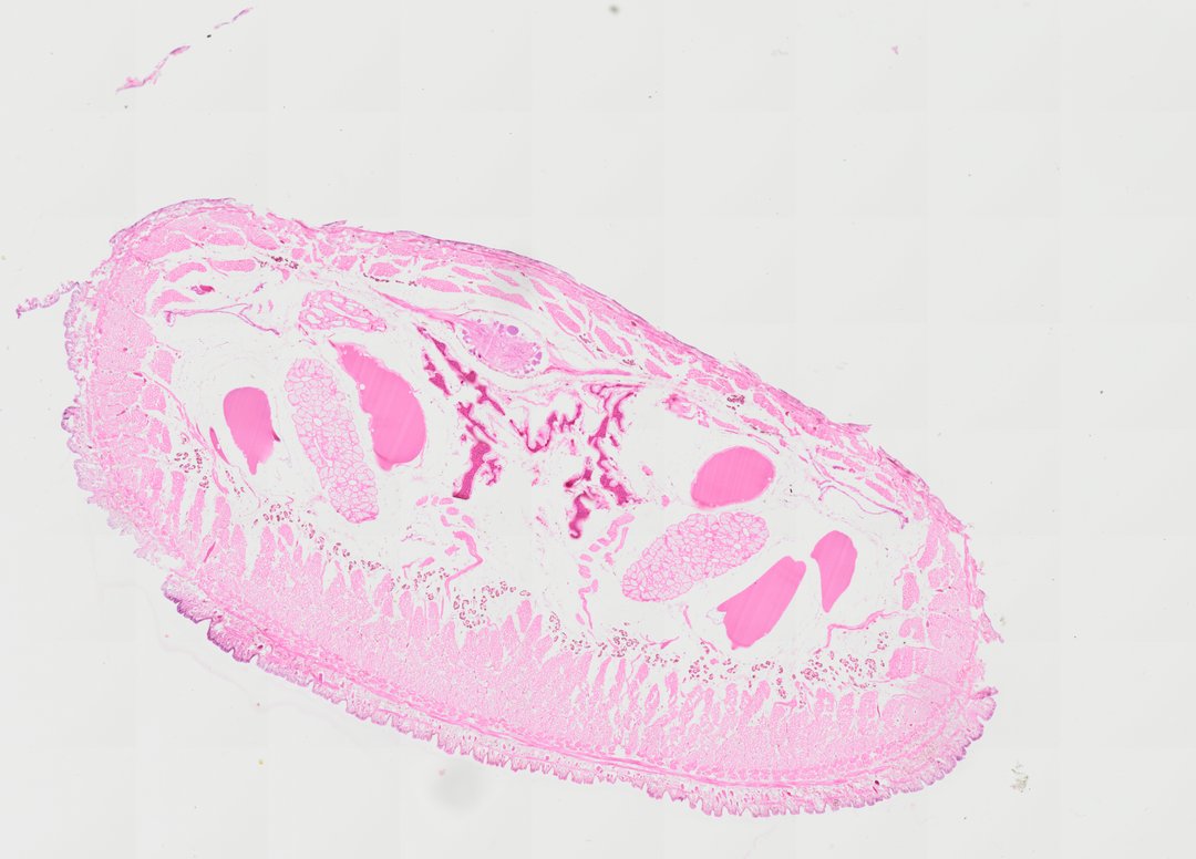 Microscope slide: Hirudo (Transverse Section)