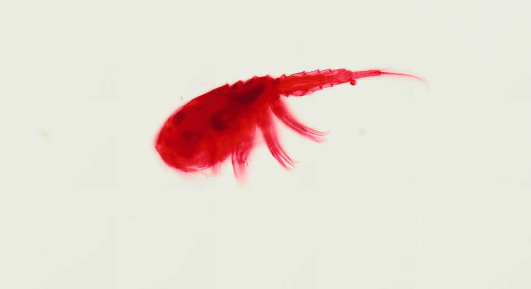 Microscope slide: Cyclops (Whole Mount)