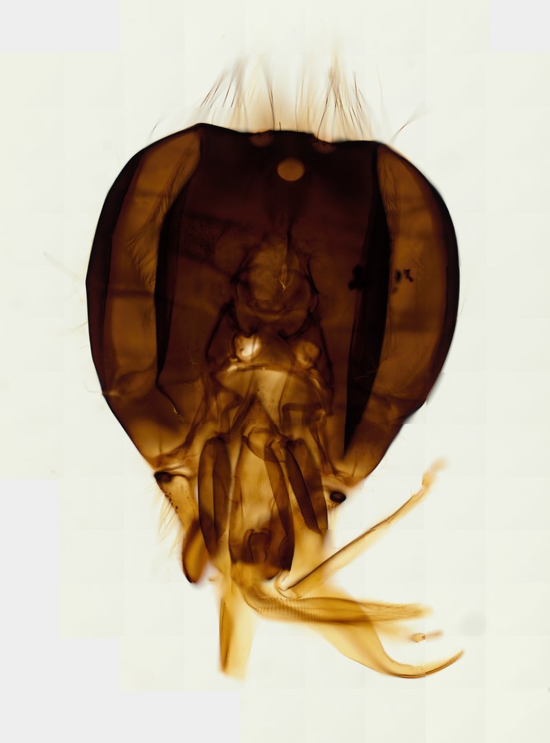 Microscope slide: Honeybee Mouthparts (Whole Mount)