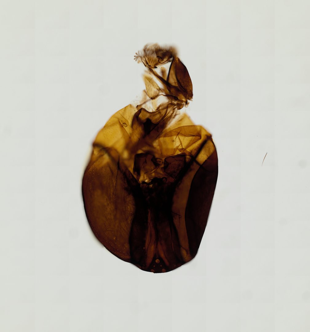 Microscope slide: Housefly Mouth Parts (Whole Mount)