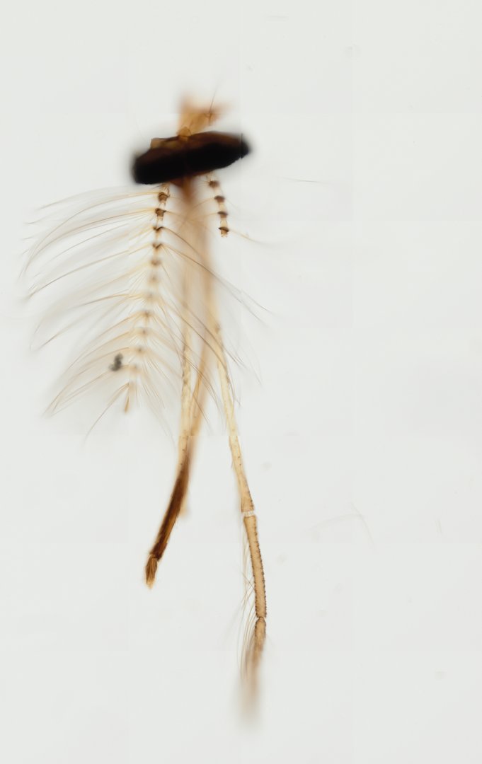 Microscope slide: Male Mosquito Mouthparts (Whole Mount)