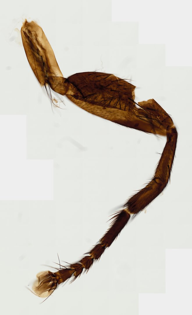 Microscope slide: House Fly Leg (Whole Mount)