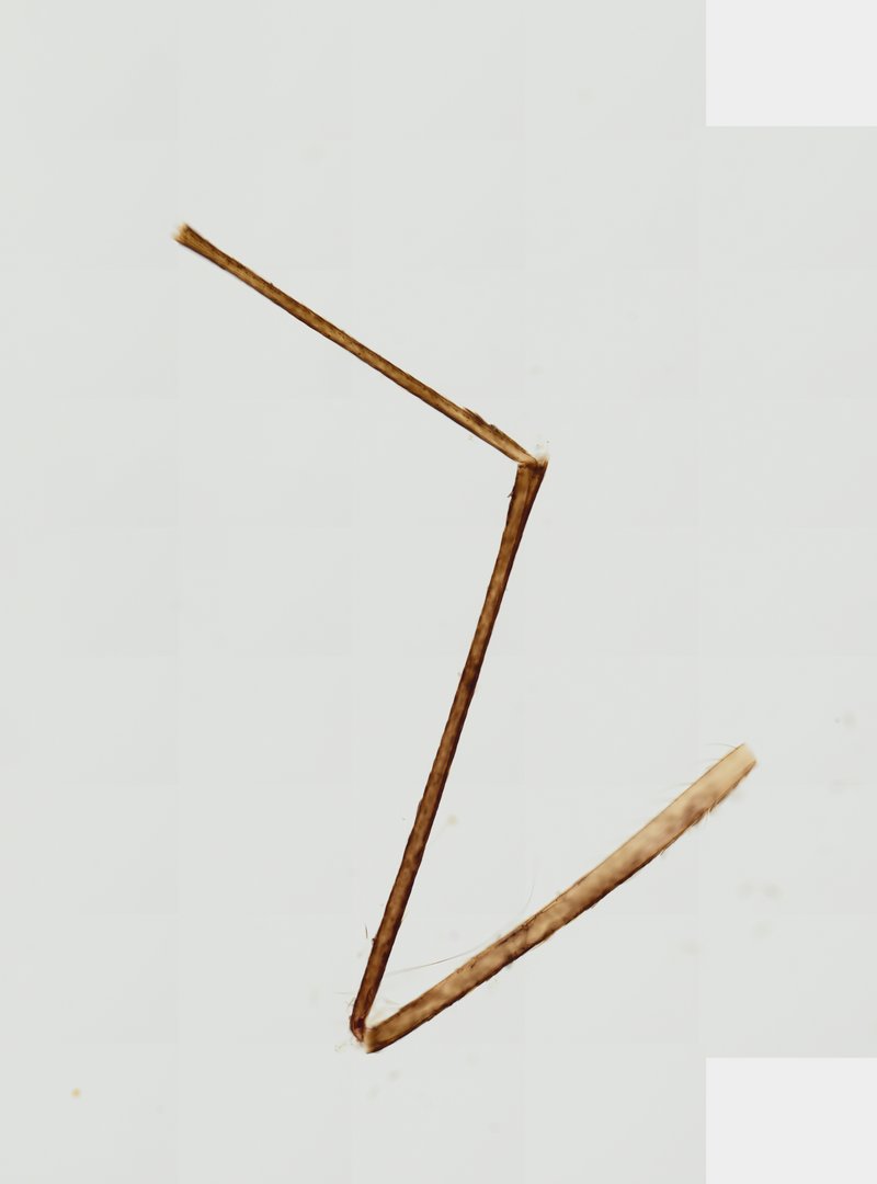 Microscope slide: Mosquito Leg (Whole Mount)