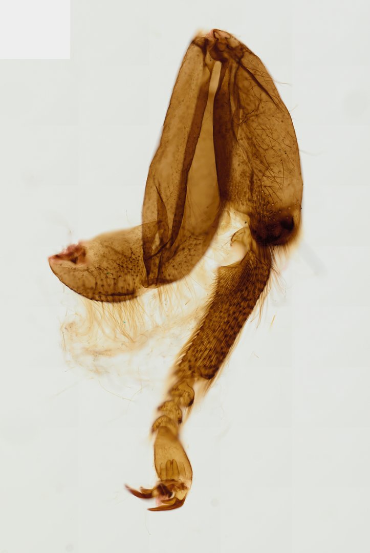 Microscope slide: Honeybee Foreleg (Whole Mount)