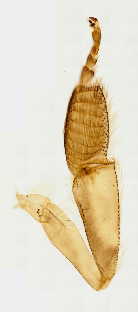 Microscope slide: Pollen-Carrying Leg of Honeybee (Whole Mount)