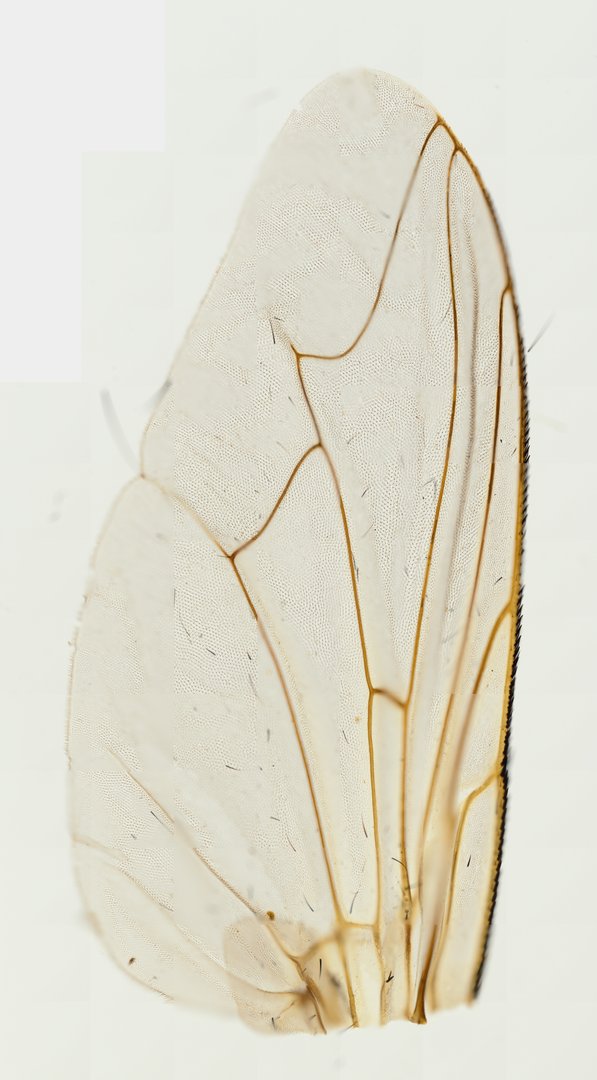 Microscope slide: House Fly Wing (Whole Mount)