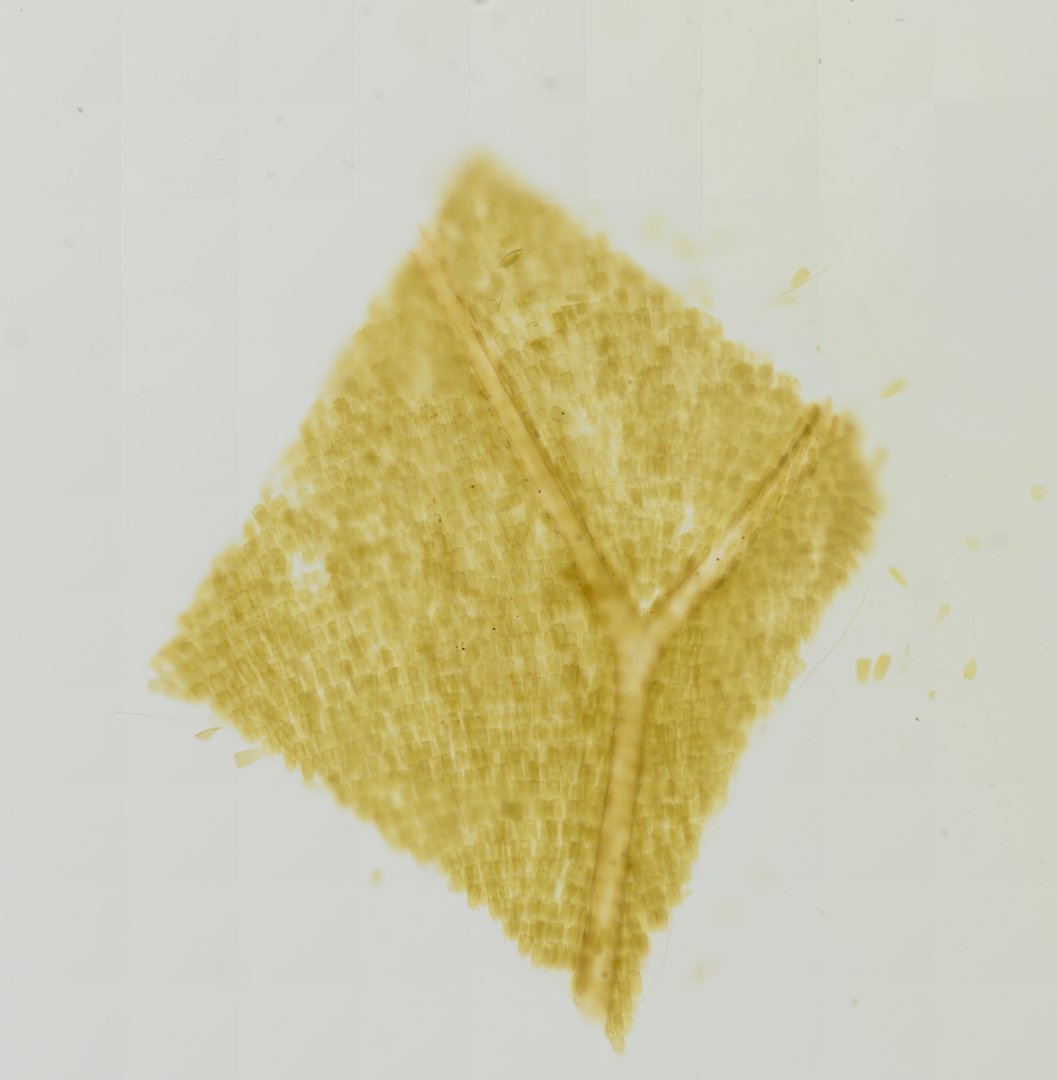 Microscope slide: House Fly Wing (Whole Mount)
