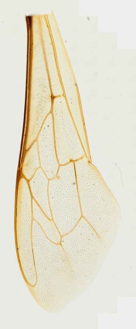 Microscope slide: Honeybee Wing (Whole Mount)
