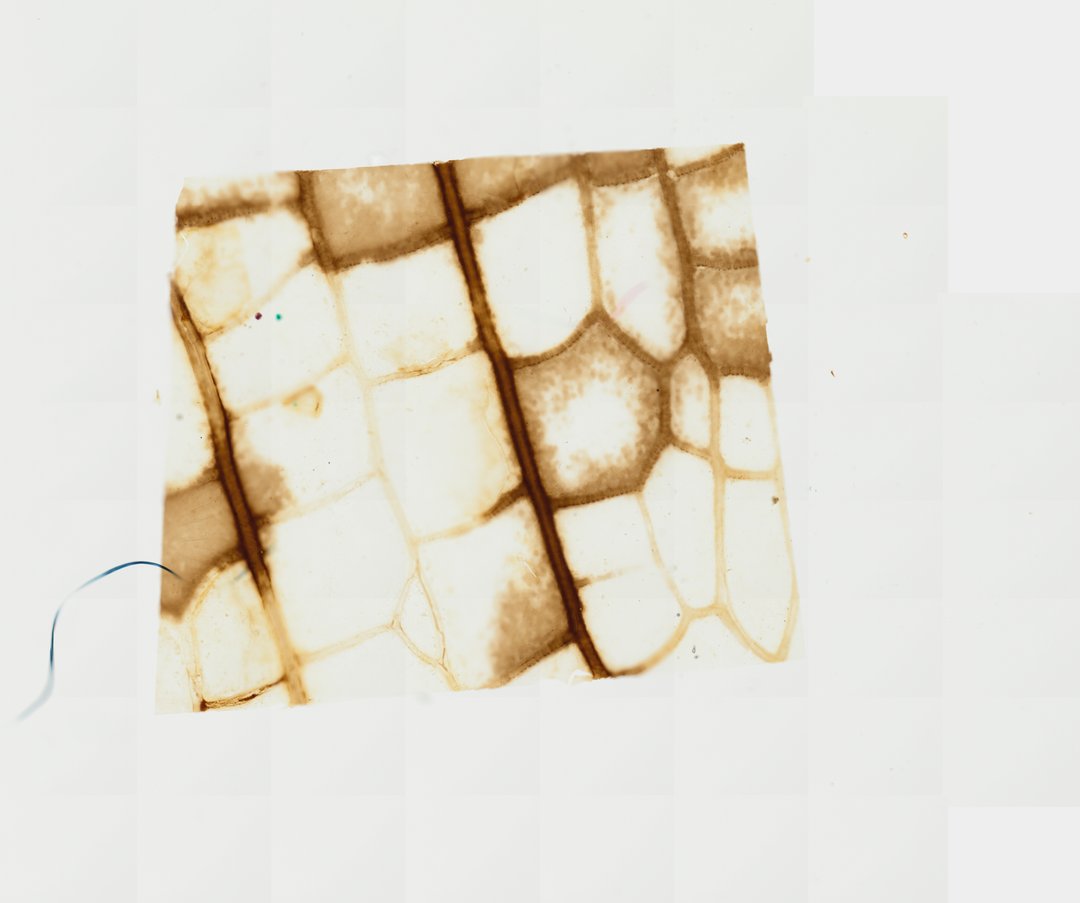 Microscope slide: Locust Wing (Whole Mount)